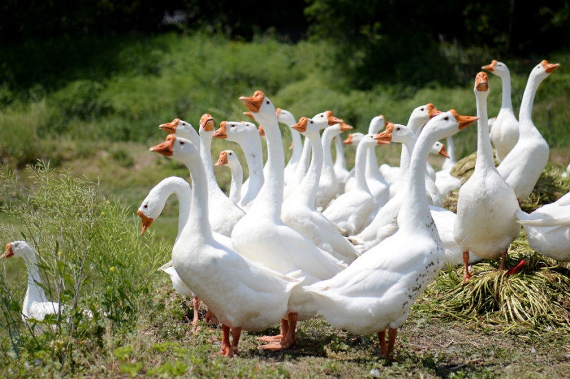 说古道今丨苏州人的食鹅文化